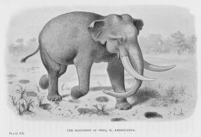 Il mastodonte dell