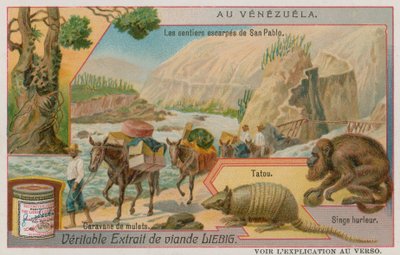 I Sentieri Ripidi di San Pablo con un Armadillo e una Scimmia Urlatrice e una Carovana di Muli da European School