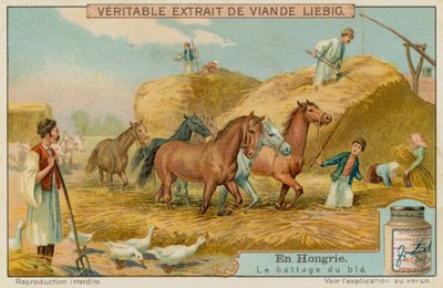 Trebbiatura del raccolto di grano da European School