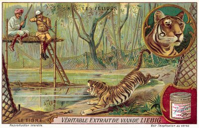 Tigre da European School