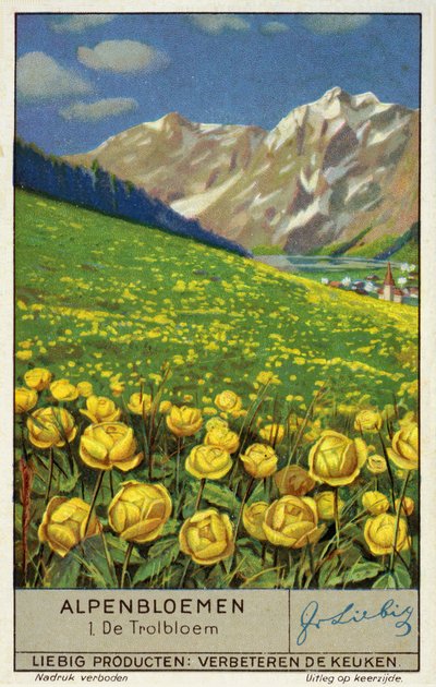 Trollius (fiore di campo) (chromolitho) da European School