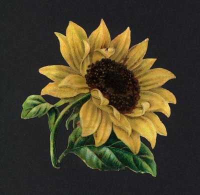 Ritagli vittoriani: Girasole da European School