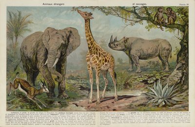 Animali selvatici da European School