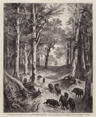 Cinghiale sul Lorenzer Berg nel Parco Imperiale a Vienna, Austria da European School