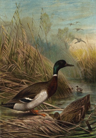 Anatra selvatica da European School
