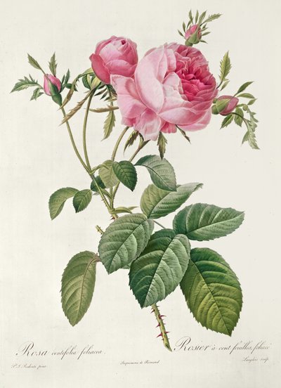 Thory, les Roses, Rosa Centifolia Foliaca da Eustache Hyacinthe Langlois