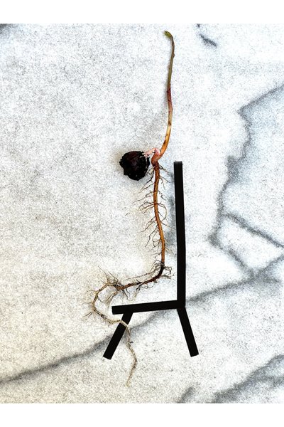 AcornSpine (arte digitale) da Evan Sklar