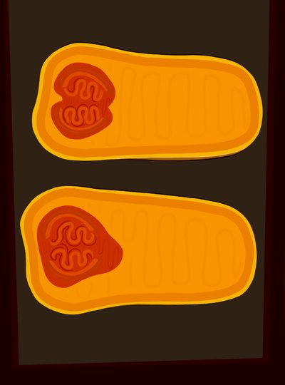 Zucca Butternut (arte digitale) da Evan Sklar