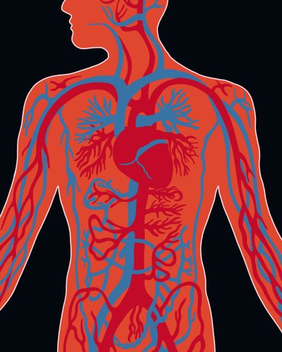 Rete del sistema cardiovascolare da Evan Sklar
