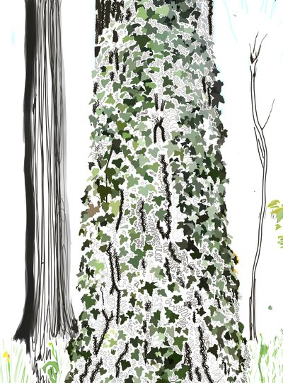 Albero con edera (arte digitale) da Evan Sklar