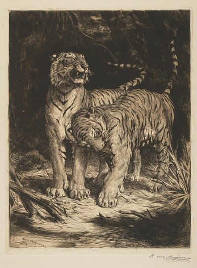 Due tigri da Evert van Muyden