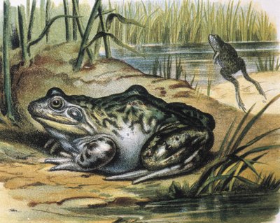 Rana toro. Anfibio Ranidae da F. (after) Padro
