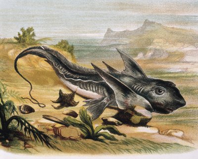 Chimera (Chimaera arctica) (incisione) da F. (after) Padro