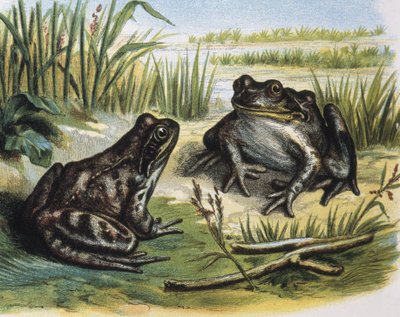 Rana comune europea. Anfibi. Incisione da un disegno di F.Padro da F. (after) Padro