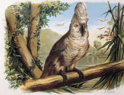 Cacatua bianco. Incisione da un disegno di F. Padró. da F. (after) Padro