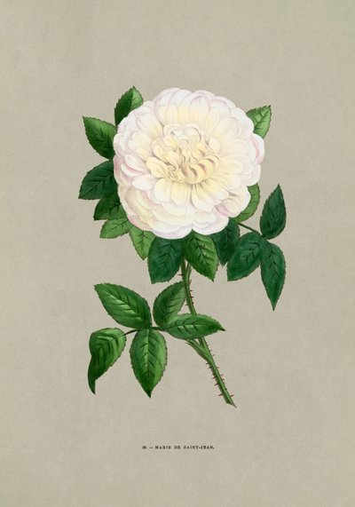 Rose Marie De Saint Jean da F. Grobon