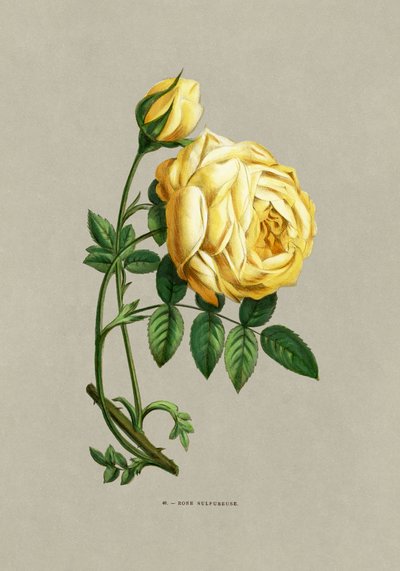 Rosa sulfurea da F. Grobon