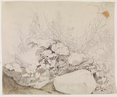 Piante e Rocce. Studio di Dettaglio da F. Sødring