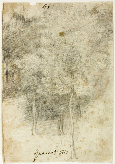Boschetto di alberi da Federico Barocci
