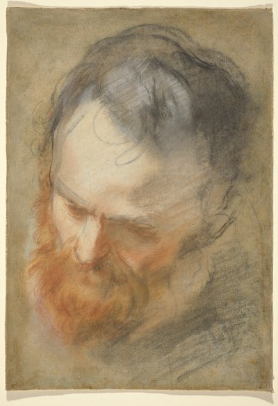 Testa di un Uomo Barbuto da Federico Barocci