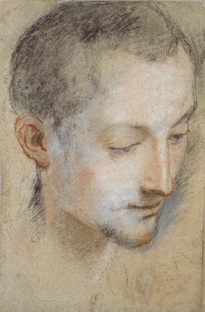 Studio della testa di un giovane uomo, fine XVI secolo da Federico Barocci