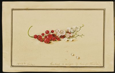 Ribes rosso e bianco, 1818 da Fedor Petrovich Tolstoy