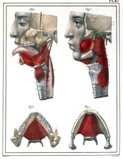 Anatomia della gola e della mascella, da 