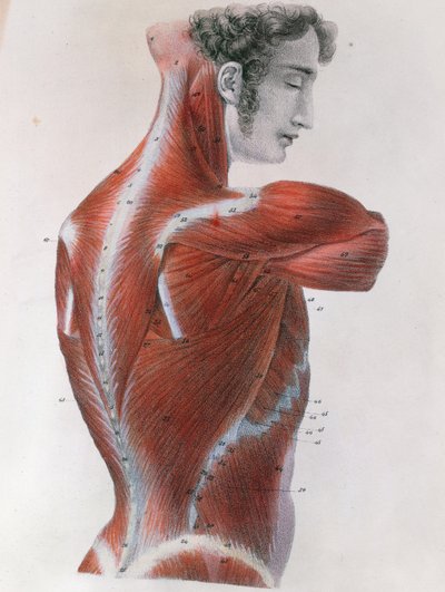 Torso scuoiato, da 