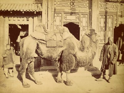 Cammello bactriano con conduttore, c.1860 da Felice Beato