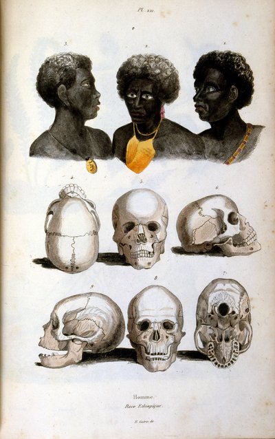Illustrazione antropologica che raffigura la razza etiope da Felix-Edouard Guerin
