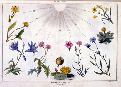 Illustrazione botanica di F. E. Guerin. Da Dictionnaire pittoresque d