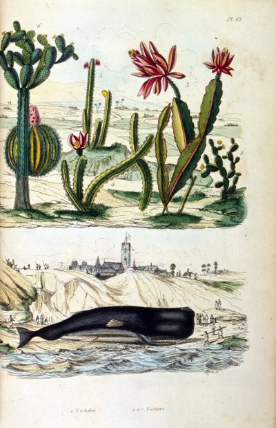 Illustrazione di cactus e una balena spiaggiata, da "Dictionnaire pittoresque d