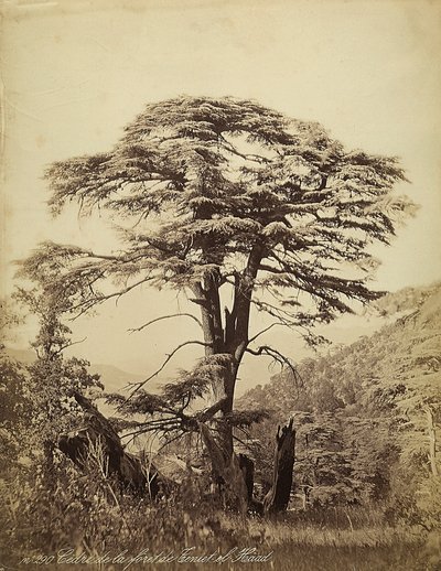 Grande cedro nella foresta di Teniet el Haad, Libano da Félix Bonfils