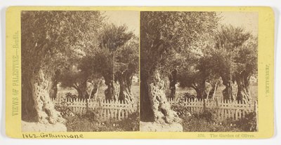 Der Garten der Oliven, Jerusalem, Nr. 576 aus der Serie "Ansichten von Palästina" da Félix Bonfils