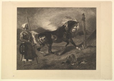 Cheval arabe au piquet, d