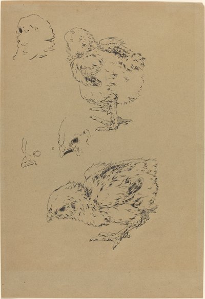 Pulcini da Felix Bracquemond