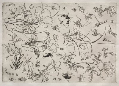 Servizio da tavola Rousseau: Fiori e insetti n. 15 da Felix Bracquemond