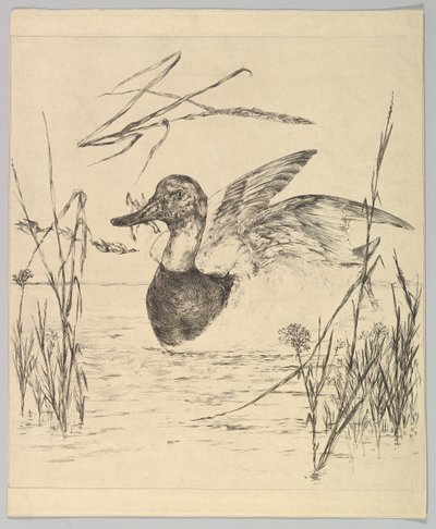Anatra, 1850-1914 da Felix Bracquemond