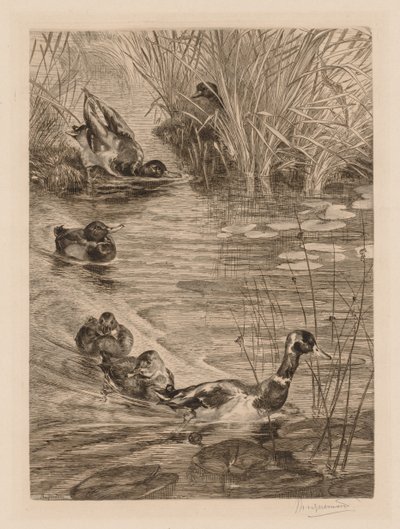 Anatre che giocano da Felix Bracquemond