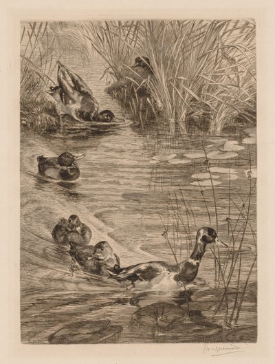 Anatre al gioco da Felix Bracquemond