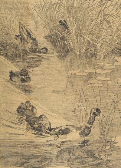 Ébats de canards da Felix Bracquemond