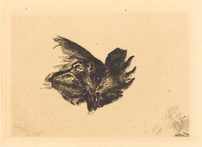 Testa di gallo da Felix Bracquemond