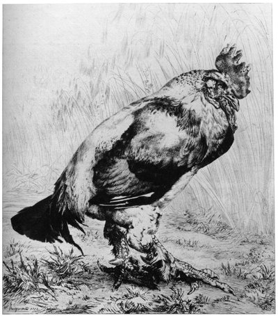 La Coq, c1850-1910, 1924 da Felix Bracquemond