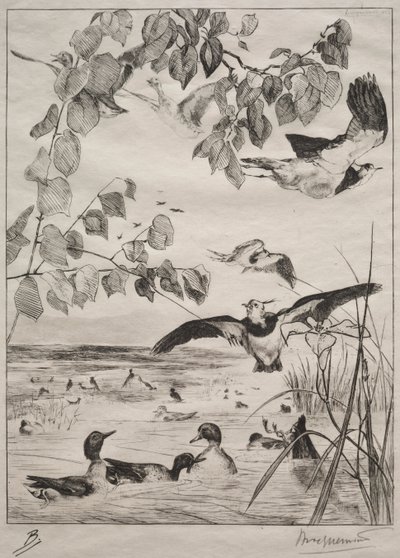 Pavoncelle e alzavole da Felix Bracquemond