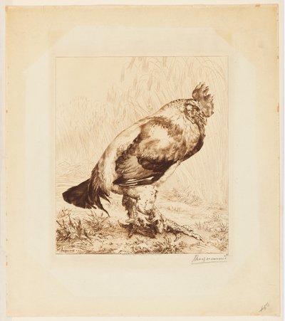 Il vecchio gallo da Felix Bracquemond