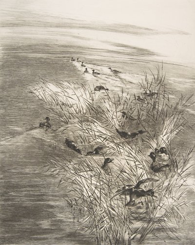 Roseaux et Sarcelles, 1882 da Felix Bracquemond