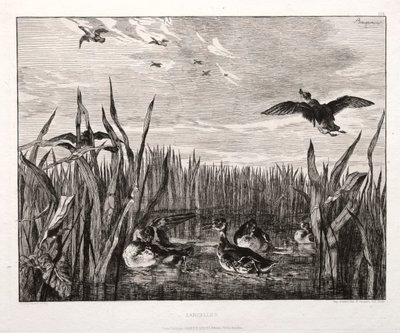 Alzavola, 1853 stampato 1864 da Felix Bracquemond