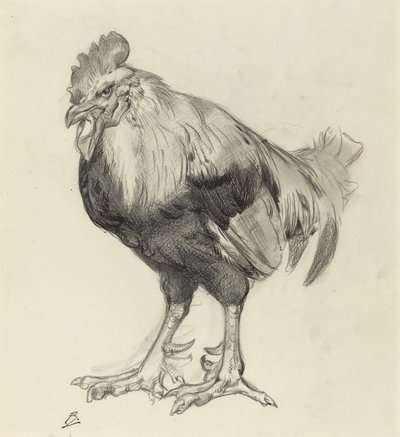 Il vecchio gallo da Felix Bracquemond