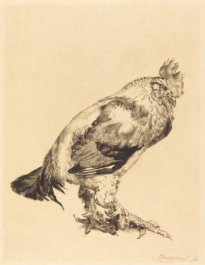 Il vecchio gallo da Felix Bracquemond