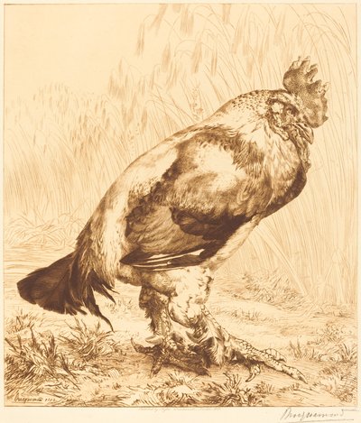 Il vecchio gallo da Felix Bracquemond